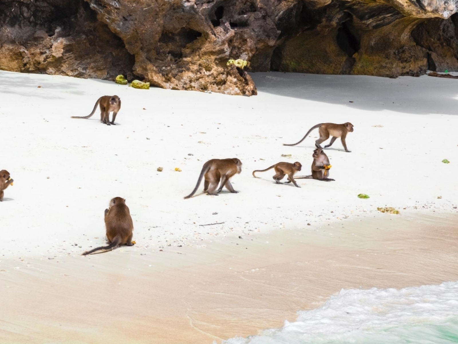 Monkey Beach 