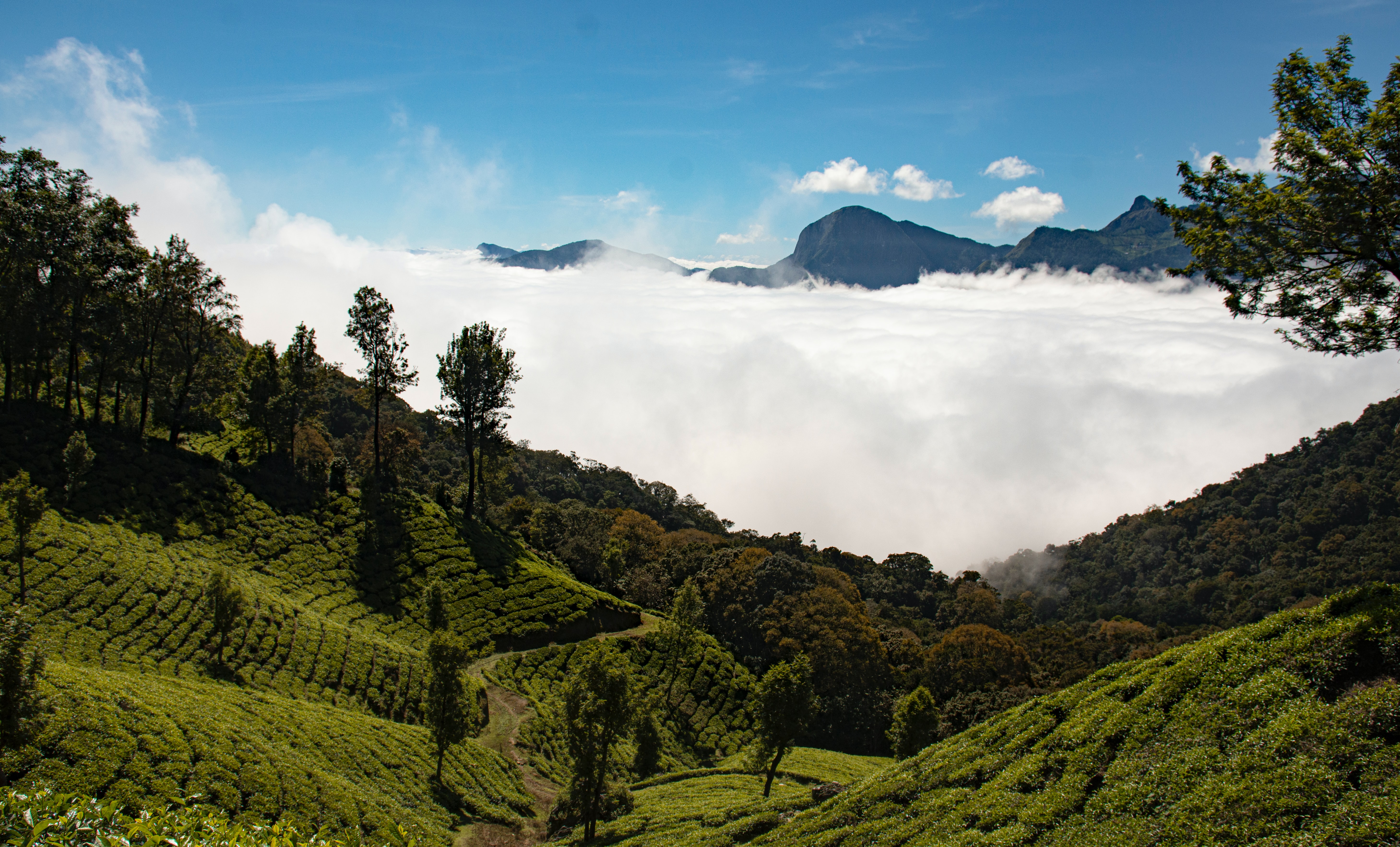 Munnar , Kerala