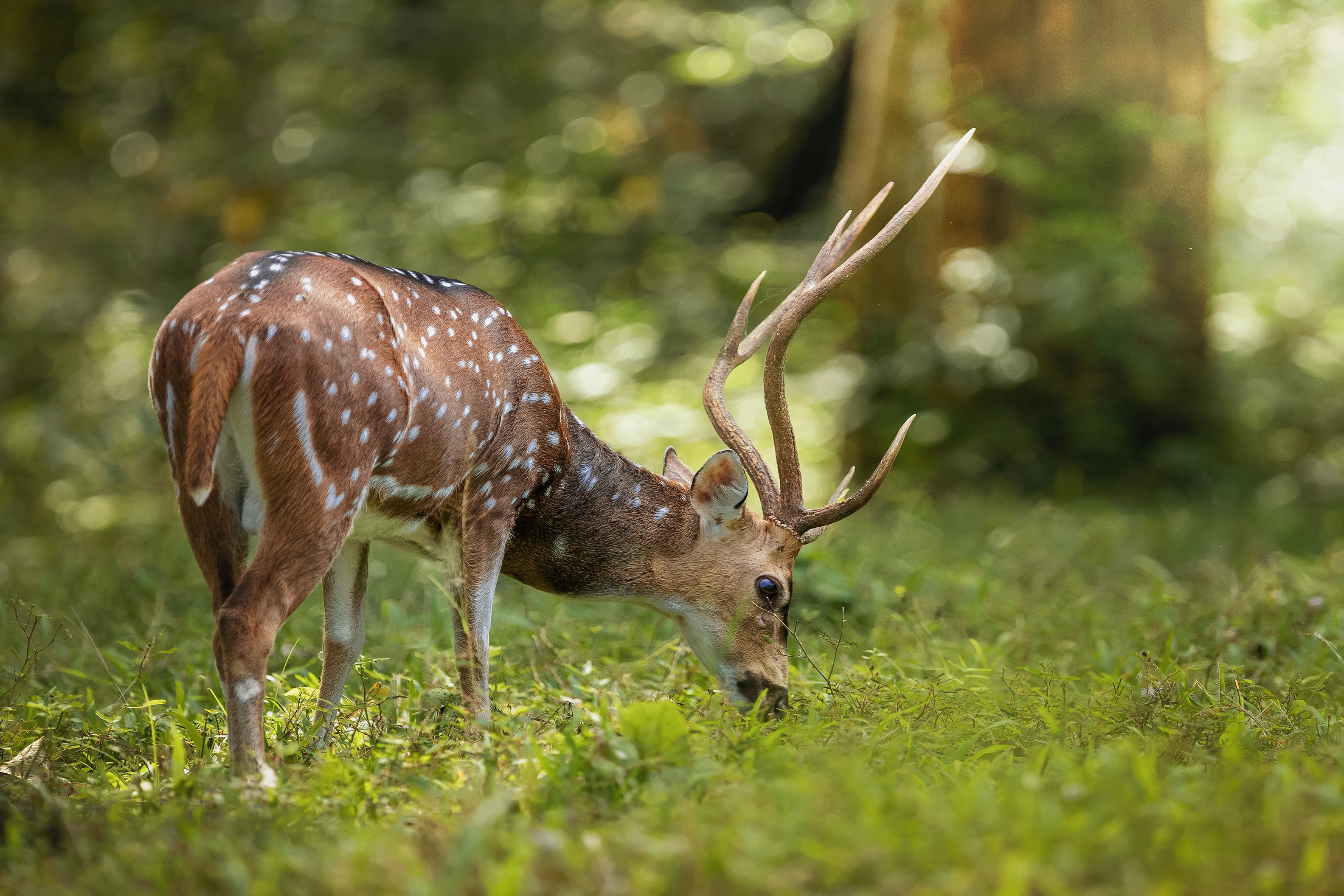 Periyar Tiger Reserve