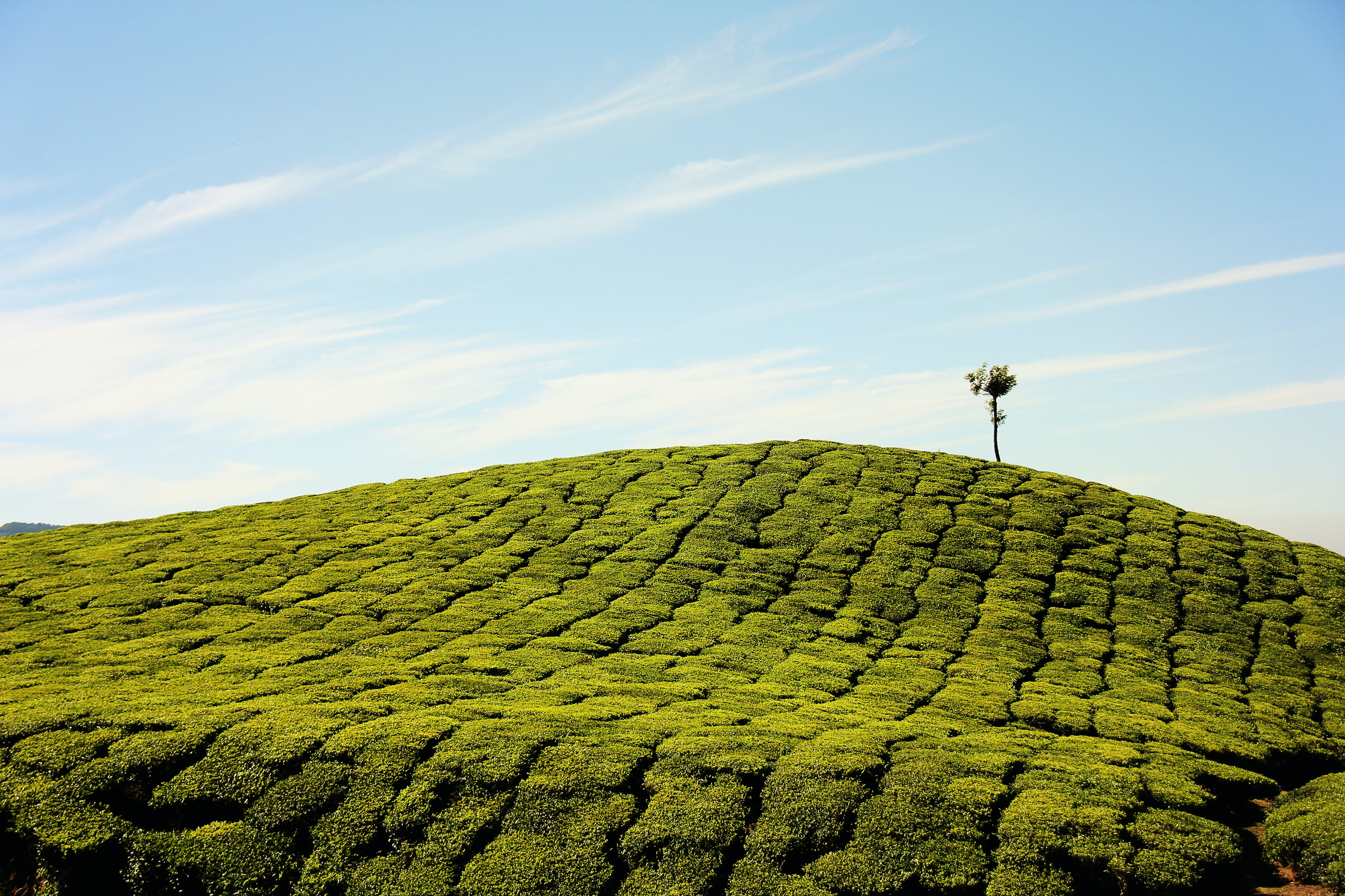 Munnar , Kerala, Tea Gardens, Tea Plantation 