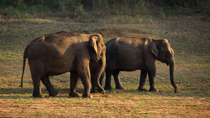 Thekkady , Kerala