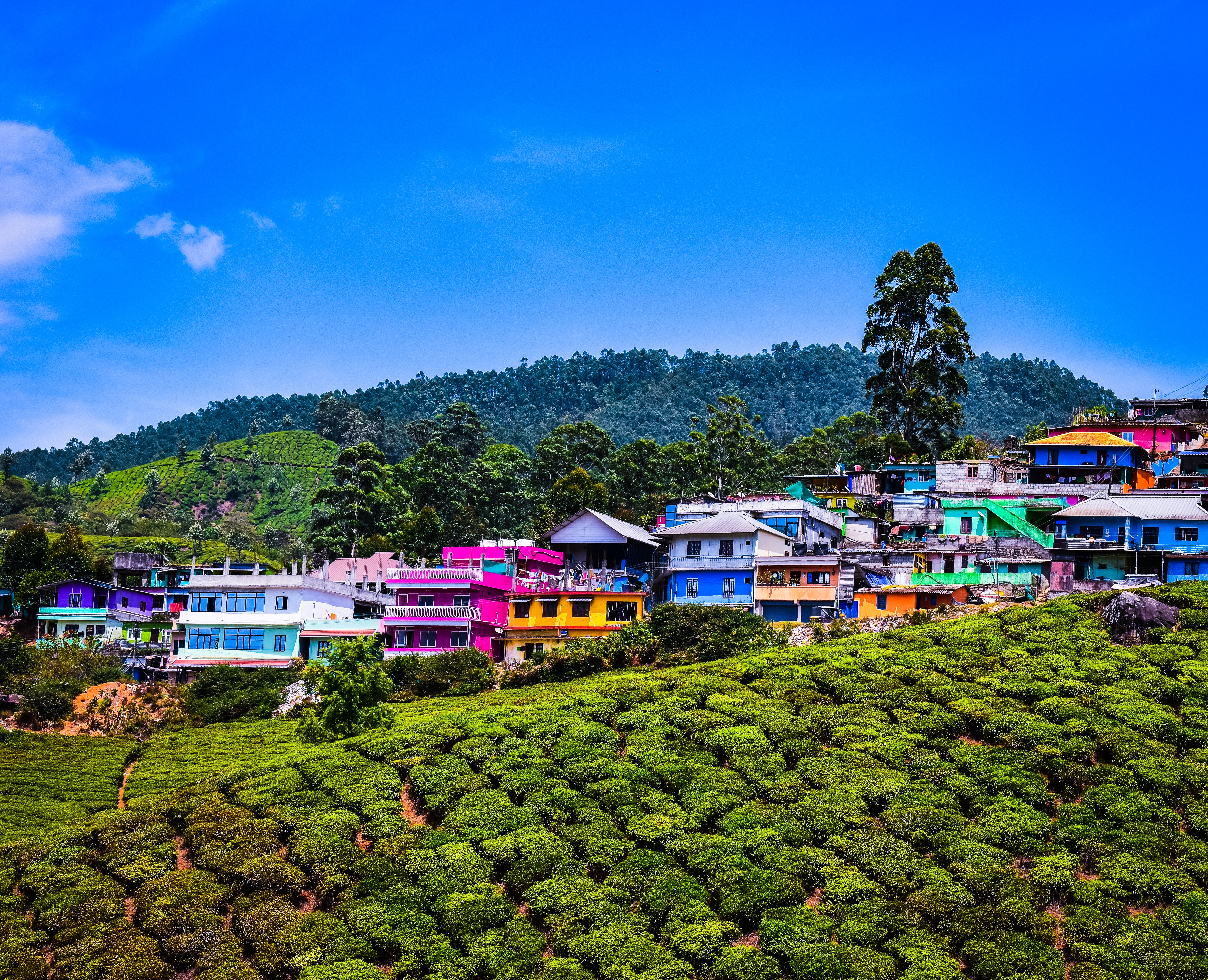 Munnar , Kerala