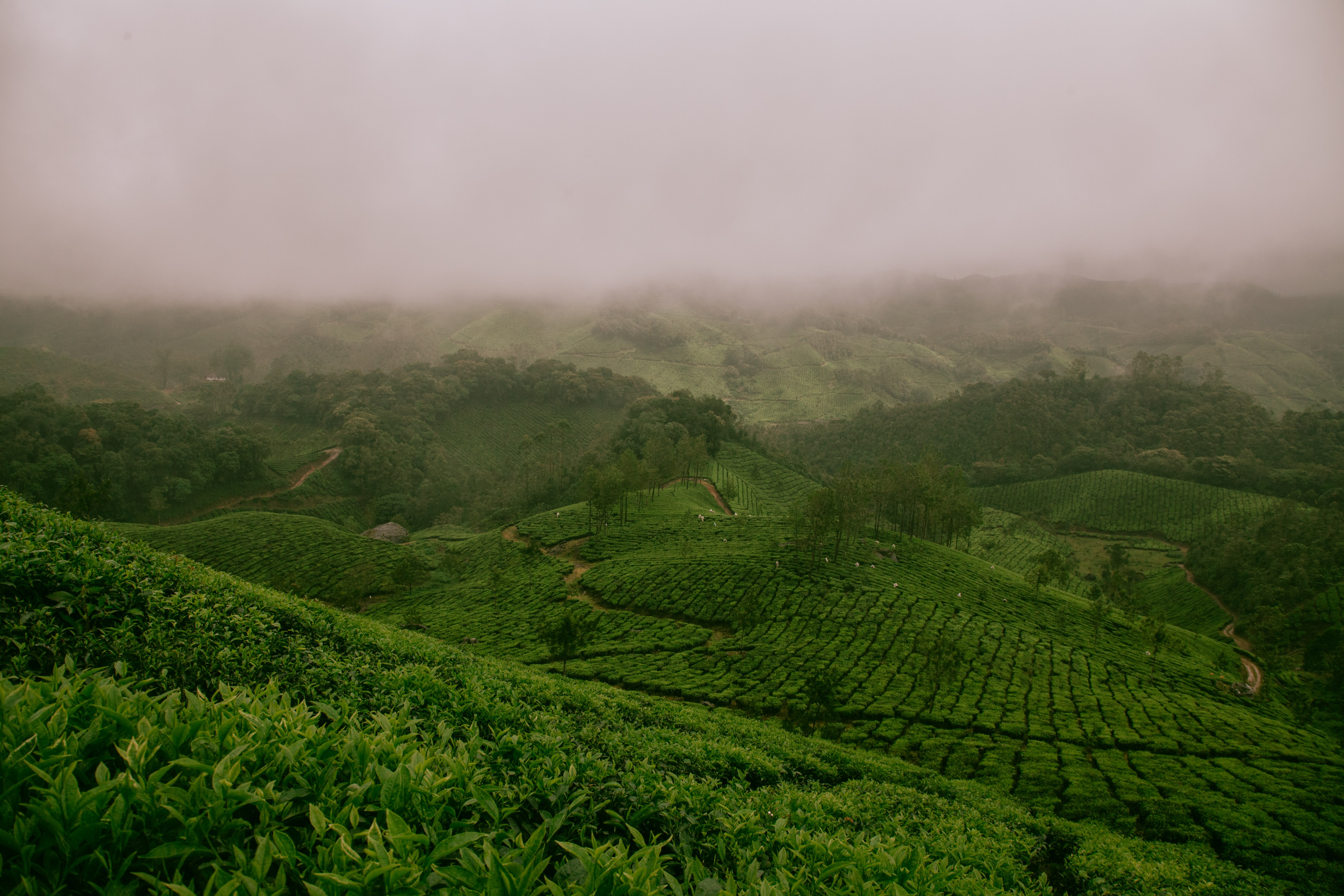 Thekkady , Kerala