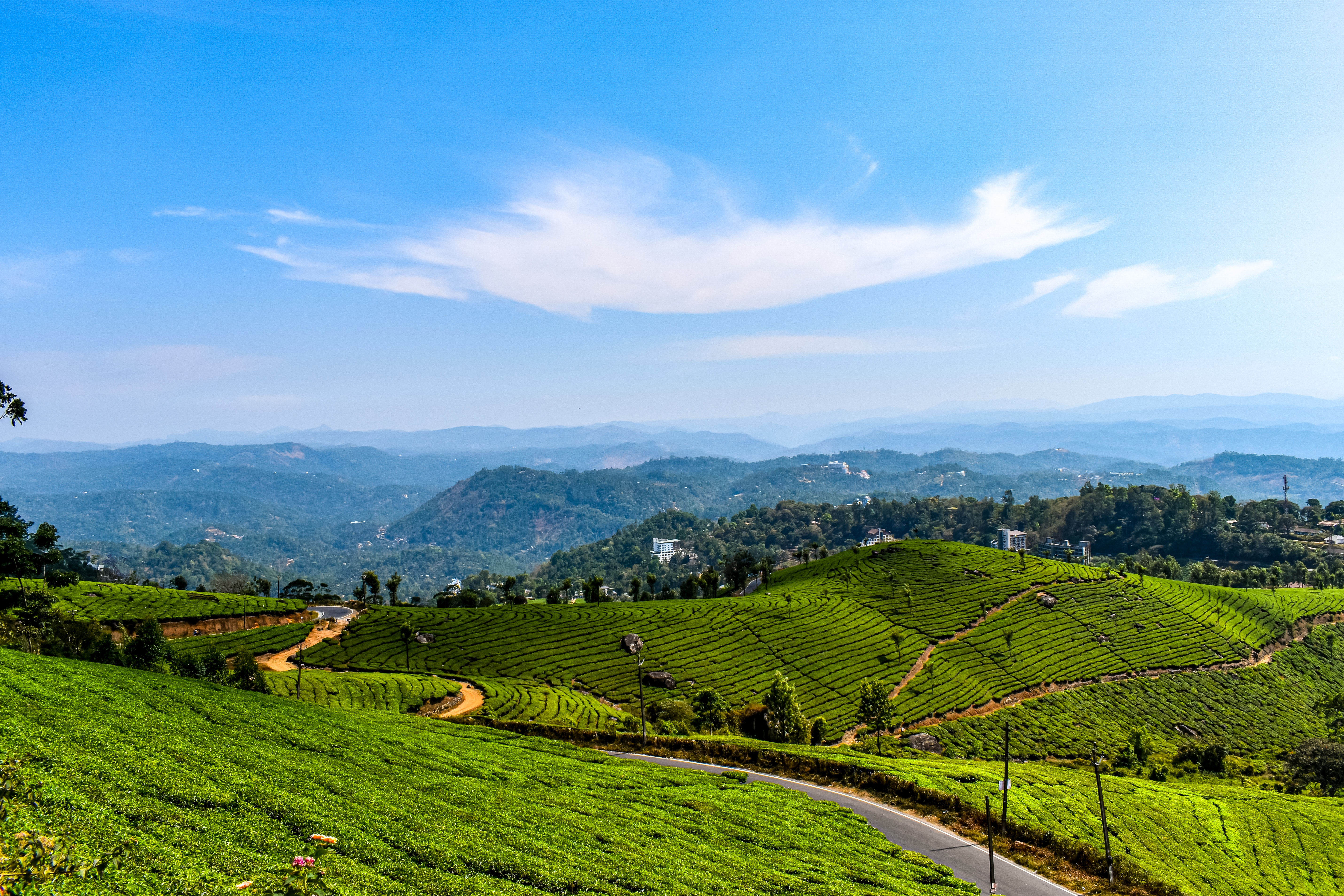 Munnar , Kerala, Tea Gardens, Tea Plantation 