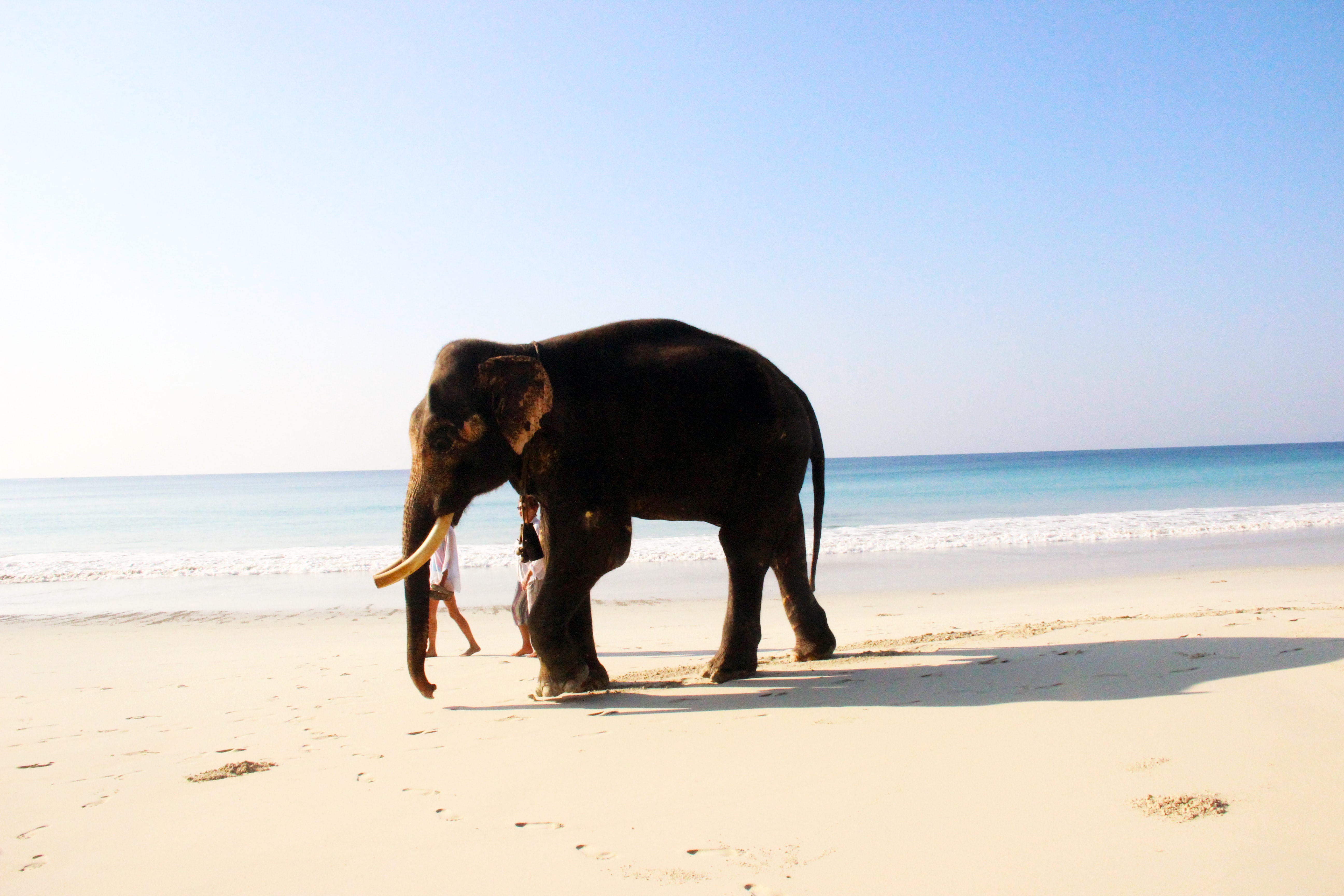 Elephant beach Havelock