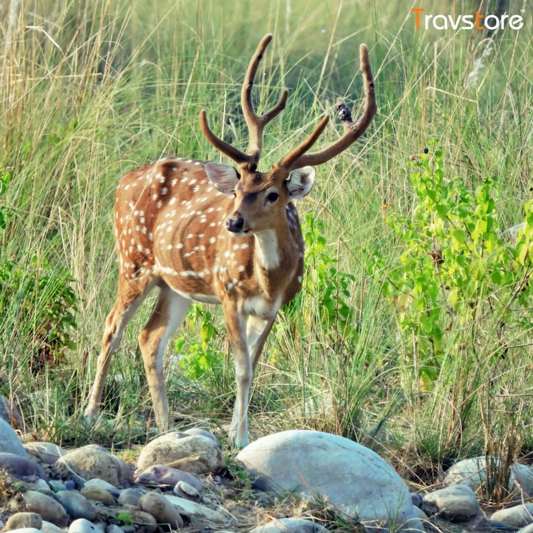 Corbett Safari