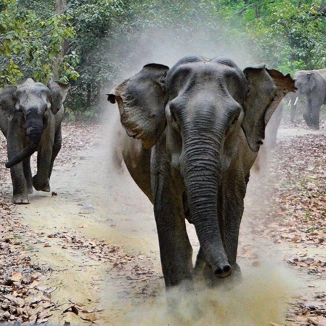 Elephant Charge