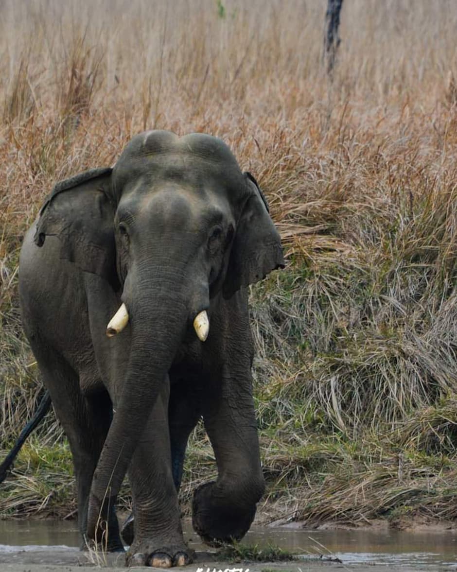 Rajaji National Park