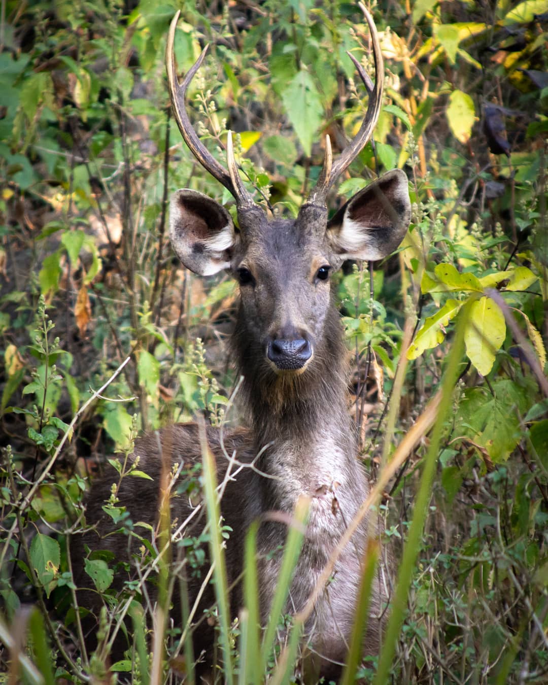 Rajaji National Park