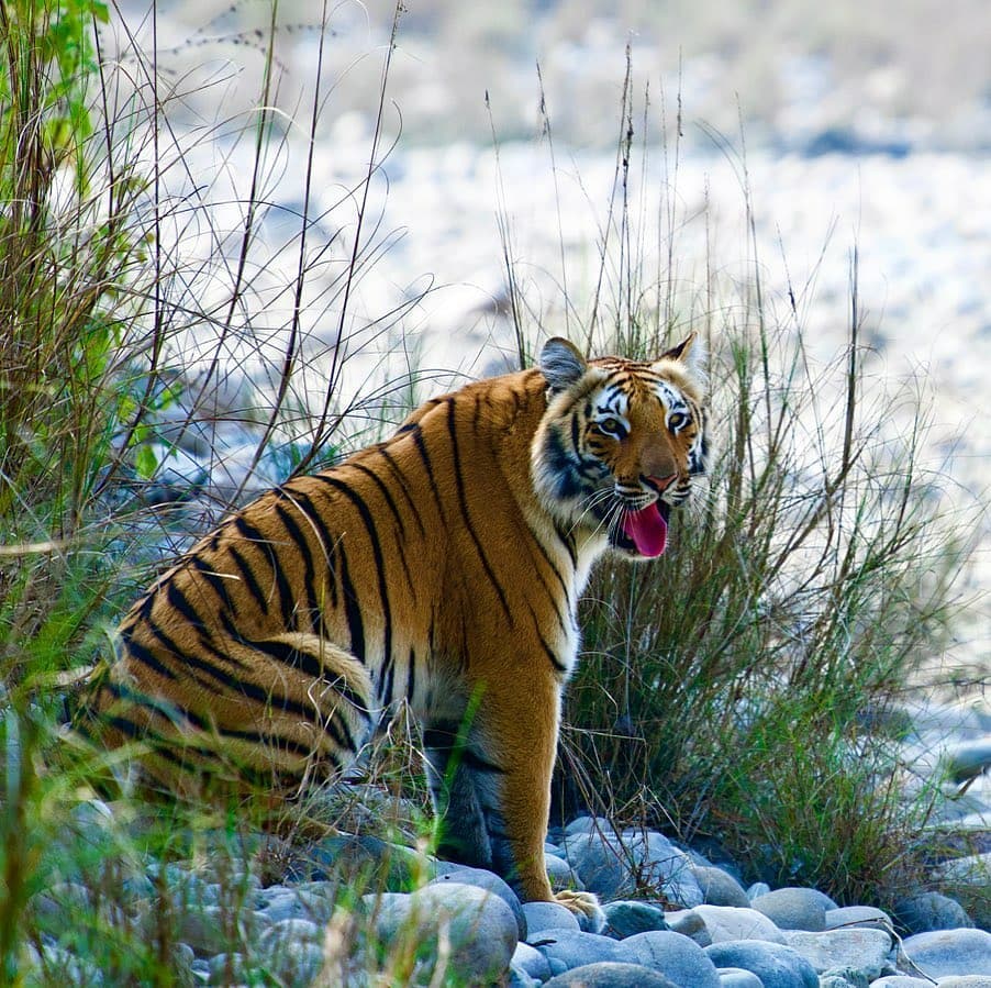 Rajaji National Park