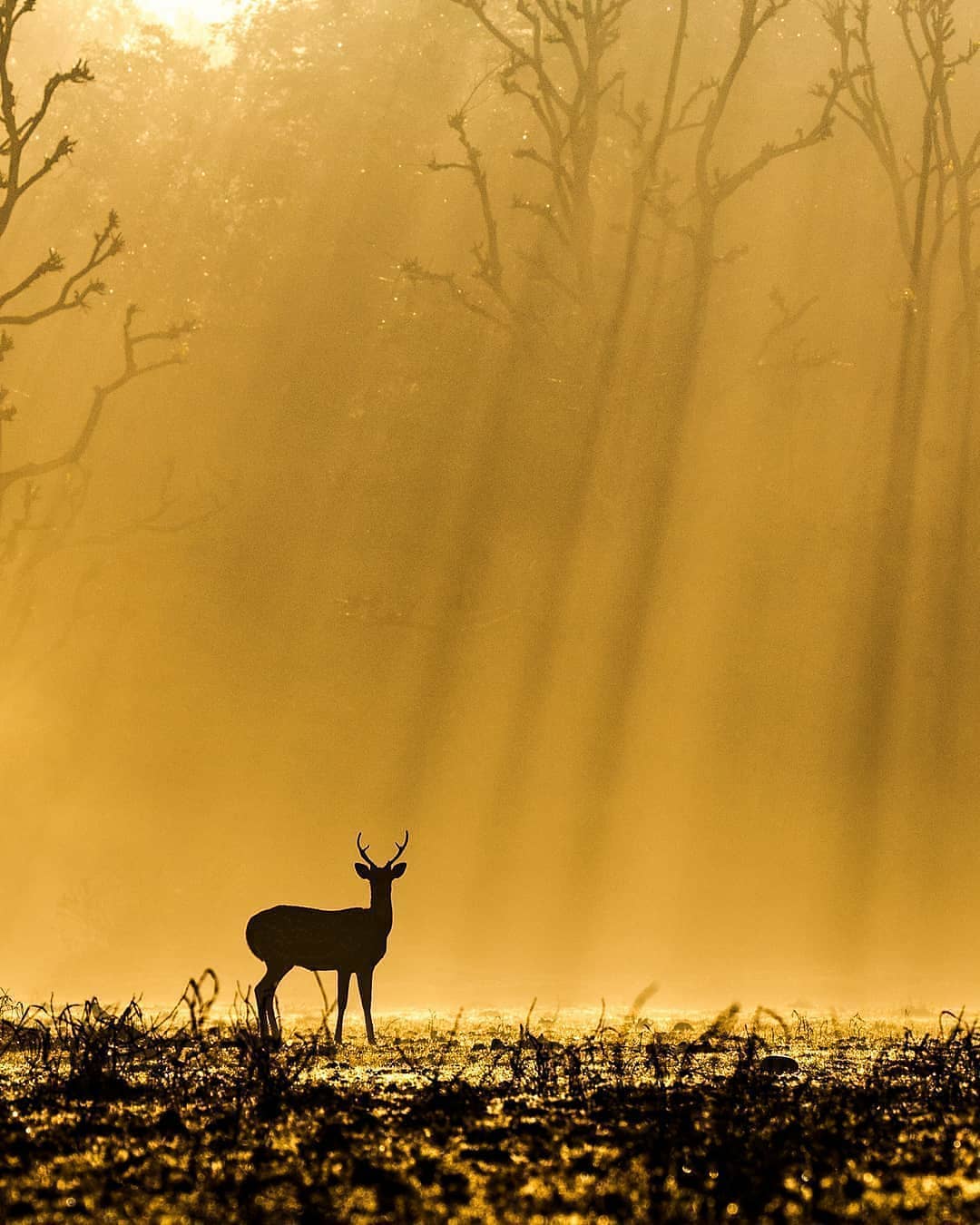 Rajaji Tiger Reserve