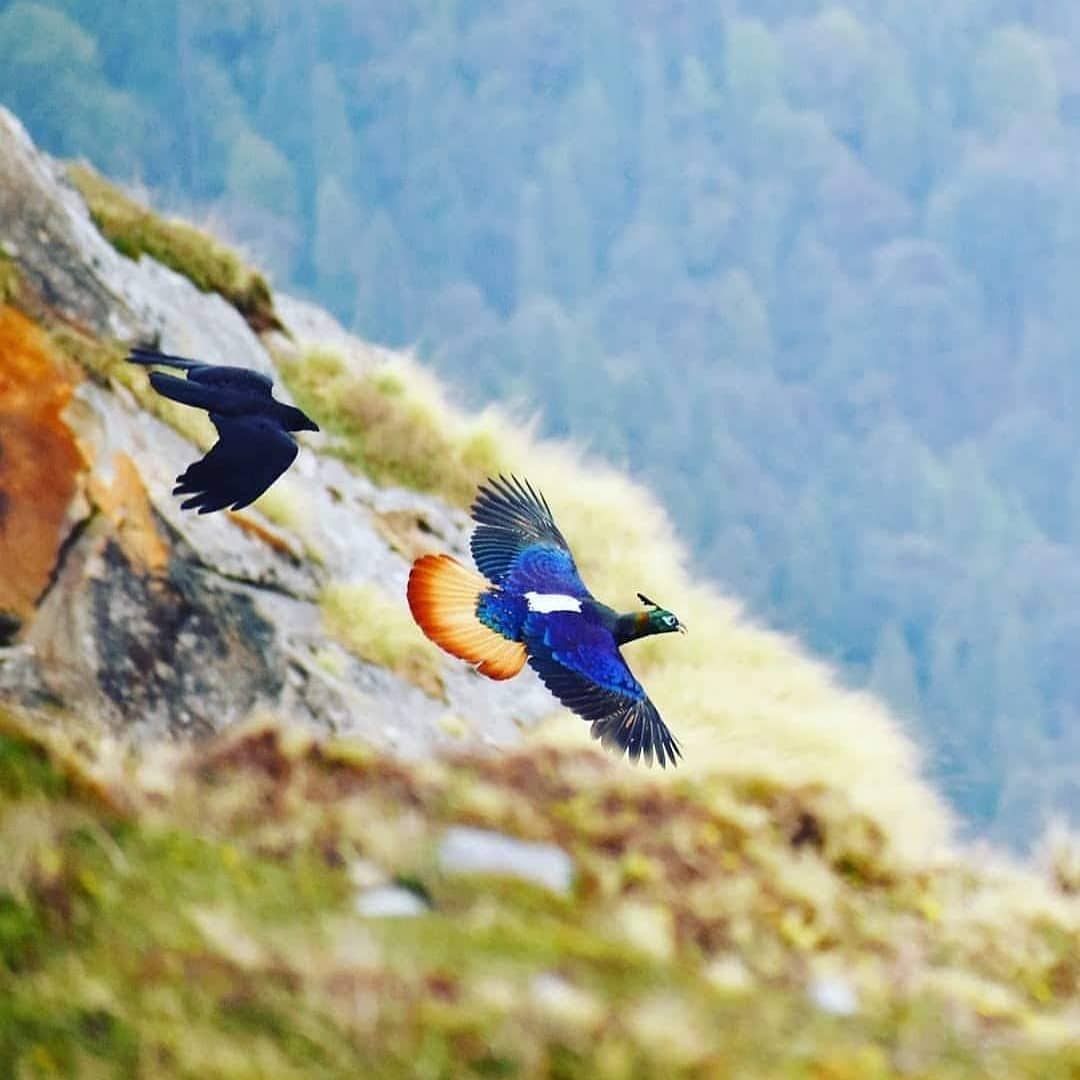 Himalayan Monal