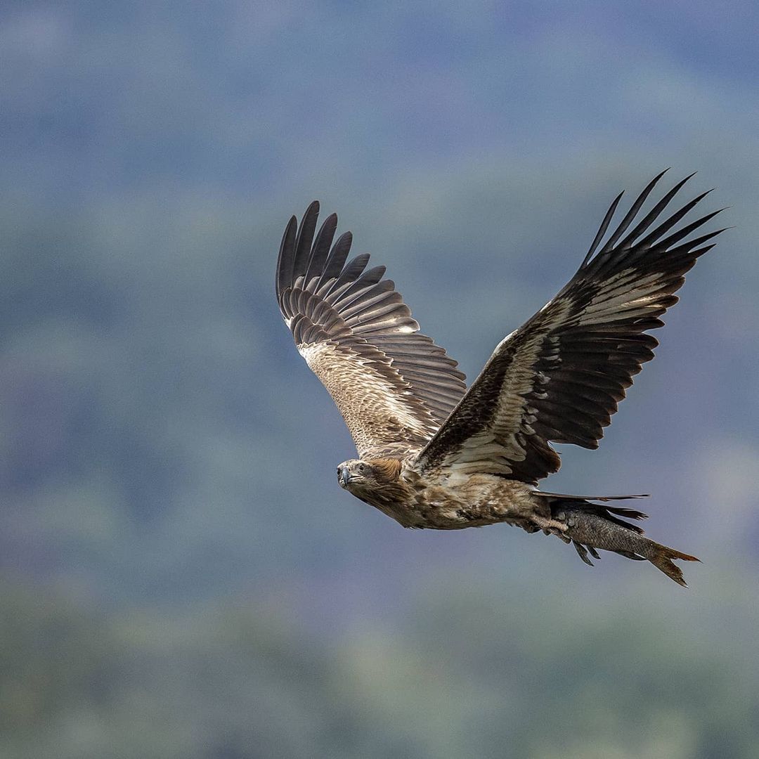 birding at Jim Corbett