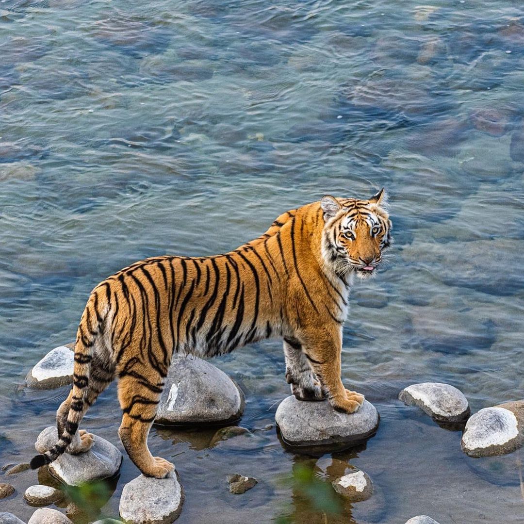 Tiger Safari Jim Corbett