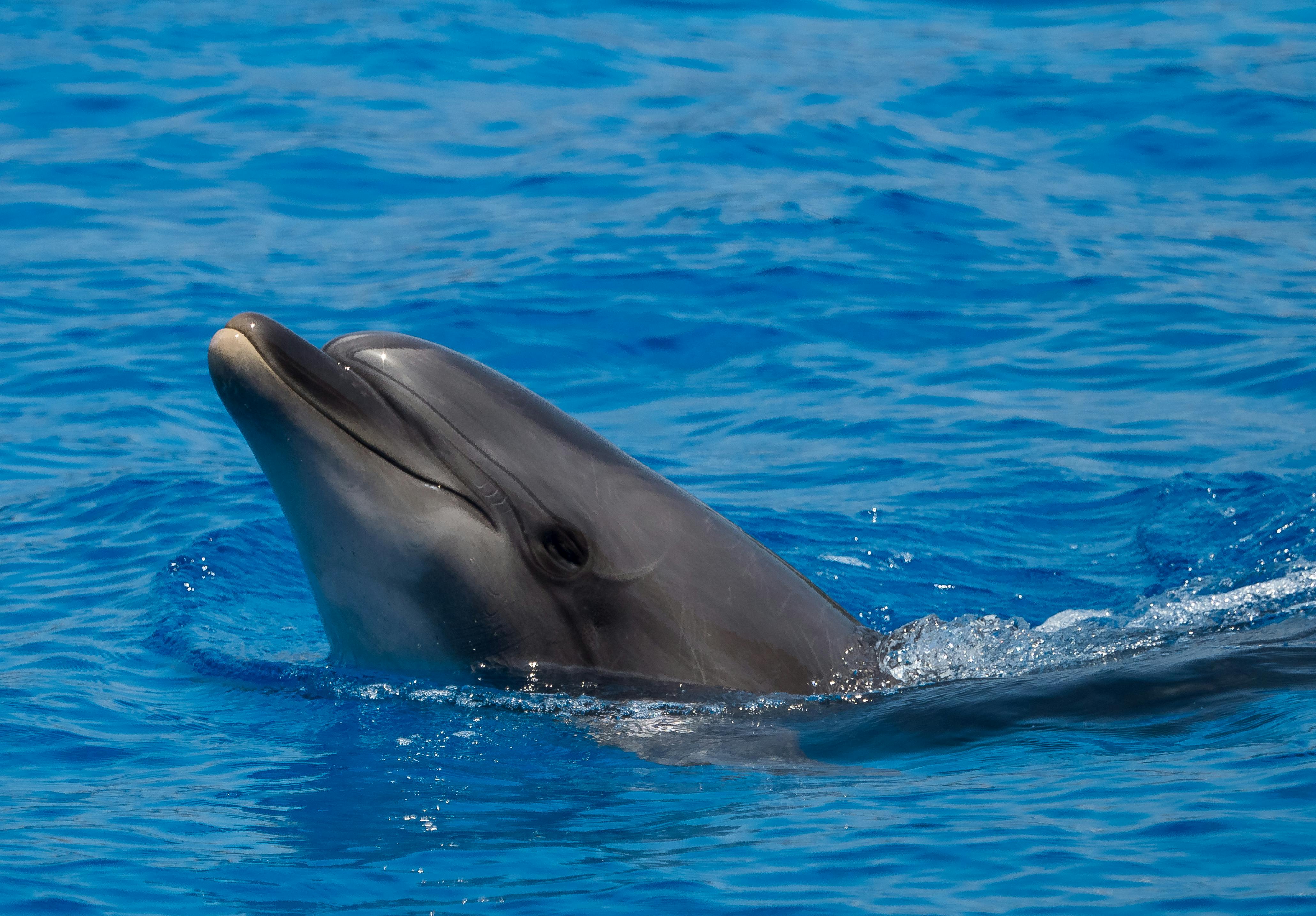 Dolphin Sightseeing 