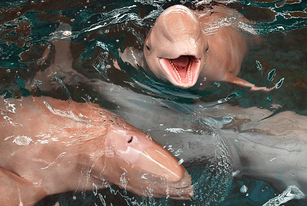 Pink Dolphins: A Rare Sight to Cherish