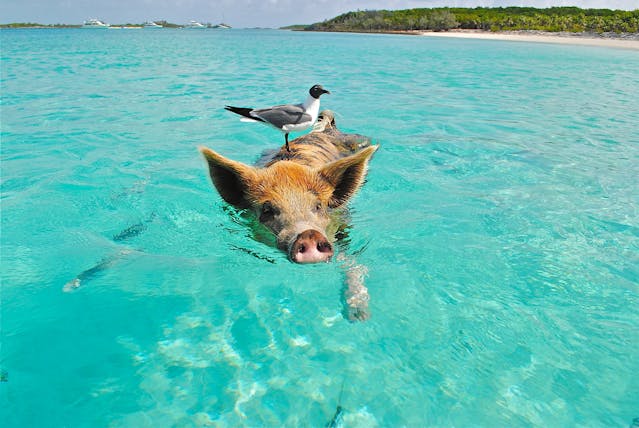 Paradise with Pigs